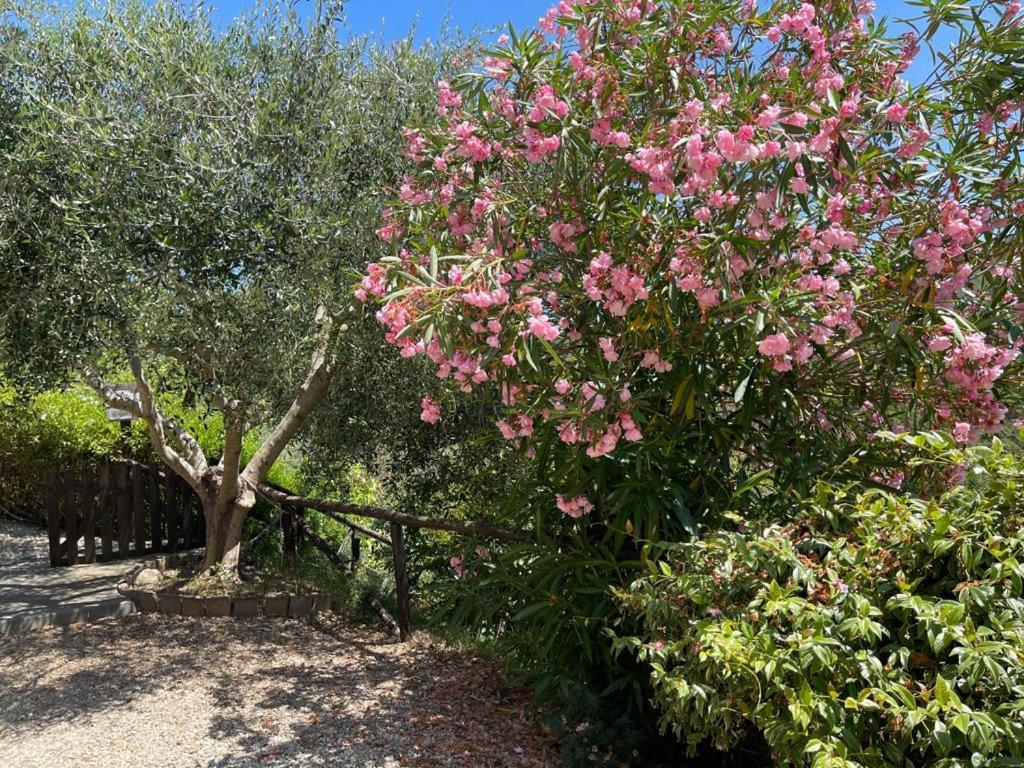 Agriturismo A Canonica Garlenda Bagian luar foto