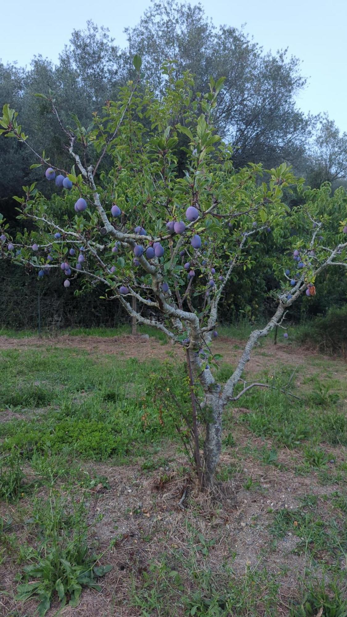 Agriturismo A Canonica Garlenda Bagian luar foto