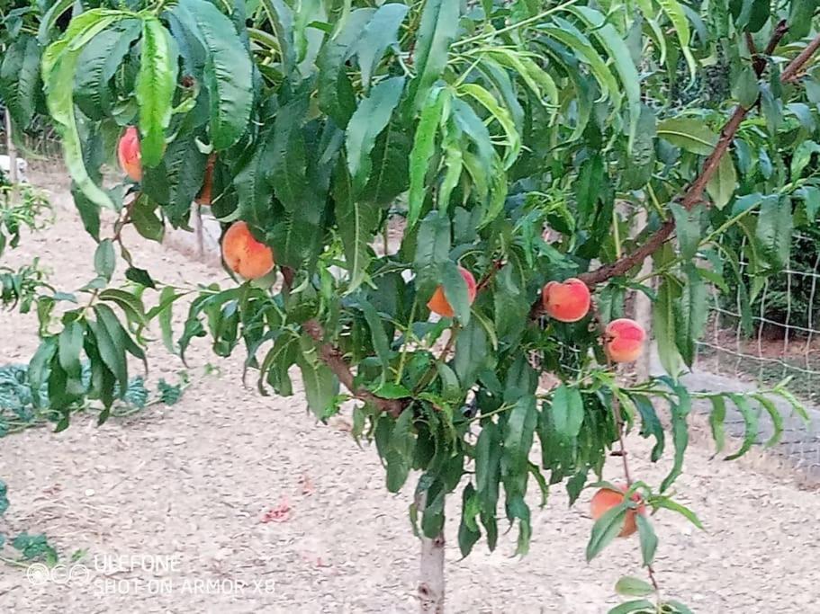 Agriturismo A Canonica Garlenda Bagian luar foto